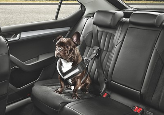 Εικόνα από ΖΩΝΗ ΑΣΦΑΛΕΙΑΣ ΣΚΥΛΟΥ (S)